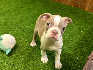 Boston Terrier reu 029183005