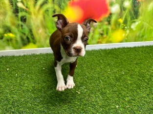 Boston Terrier reu 029183013