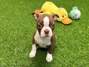 Boston Terrier male 029183017