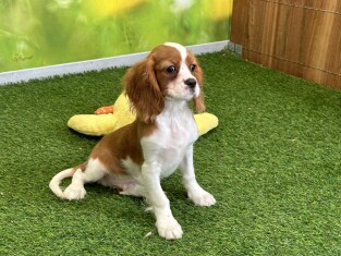 Cavalier King Charles Spaniel male Puppy for sale 029184095