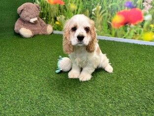 American Cocker Spaniel male 029978836