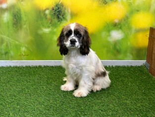 Amerikaanse Cocker Spaniel teefje 029978848