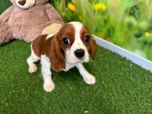 Cavalier King Charles Spaniel female Puppy for sale 100068607