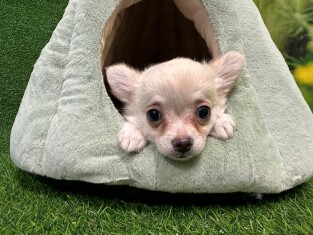 Chihuahua female Puppy for sale 202369317