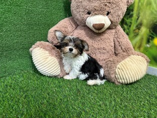 Biewer yorkshire terrier female Puppy for sale 202369318