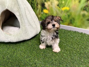 Biewer yorkshire terrier female Puppy for sale 202369319