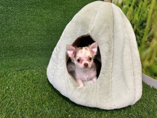 Chihuahua female Puppy for sale 202371110