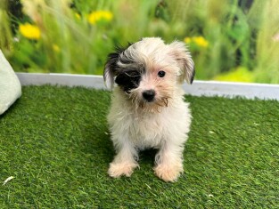 Biewer yorkshire terrier female Puppy for sale 202371115