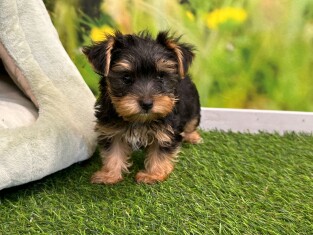 Yorkshire Terrier male 202371123
