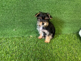 Yorkshire Terrier male Puppy for sale 202371124