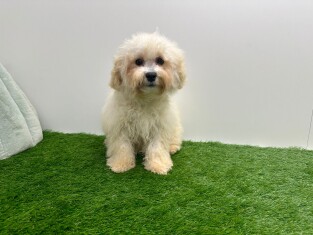 Kruising Bichon Frise x Poedel reu 202371126