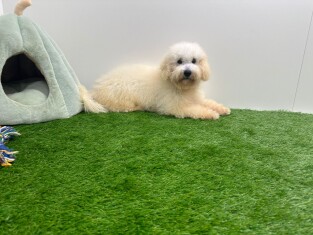 Kruising Bichon Frise x Poedel reu 202371128