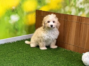 Crossbreed Bichon Frise x Poodle male Puppy for sale 202371130