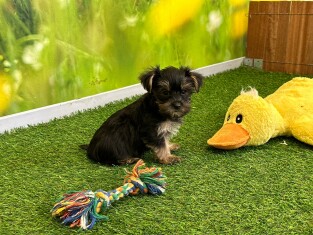 Yorkshire Terrier female Puppy for sale 202371134