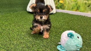Yorkshire Terrier teefje 202371136