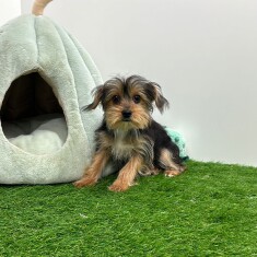 Yorkshire Terrier teefje 202371137