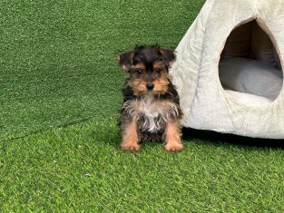 Yorkshire Terrier teefje 202371137