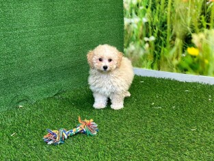 Crossbreed Bichon Frise x Poodle female Puppy for sale 202371139