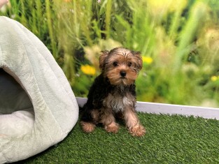 Yorkshire Terrier teefje 202371147