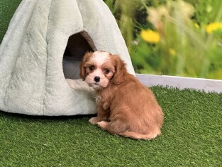 Cavapoo male Puppy for sale 202371151
