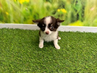 Chihuahua female Puppy for sale 202371153