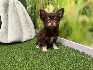 Chihuahua femelle Chiot à vendre 202371154