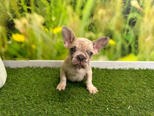 French Bulldog male Puppy for sale 202371164