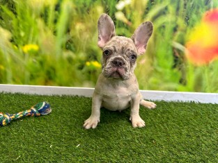 French Bulldog male Puppy for sale 202371165