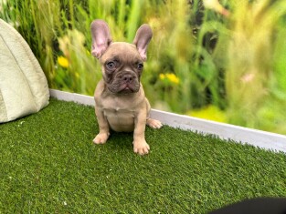 French Bulldog male Puppy for sale 202371168