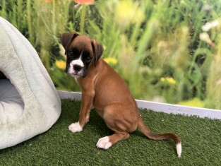 Boxer male 202371276