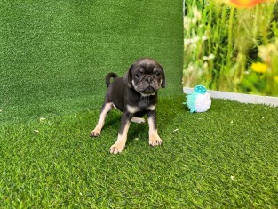 Pug male Puppy for sale 202371643
