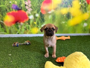 Pug male Puppy for sale 202371646