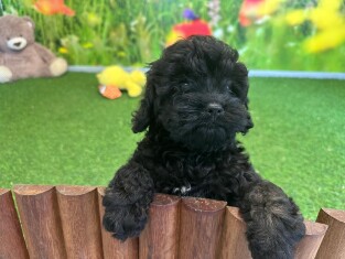 Cavapoo female Puppy for sale 400009603