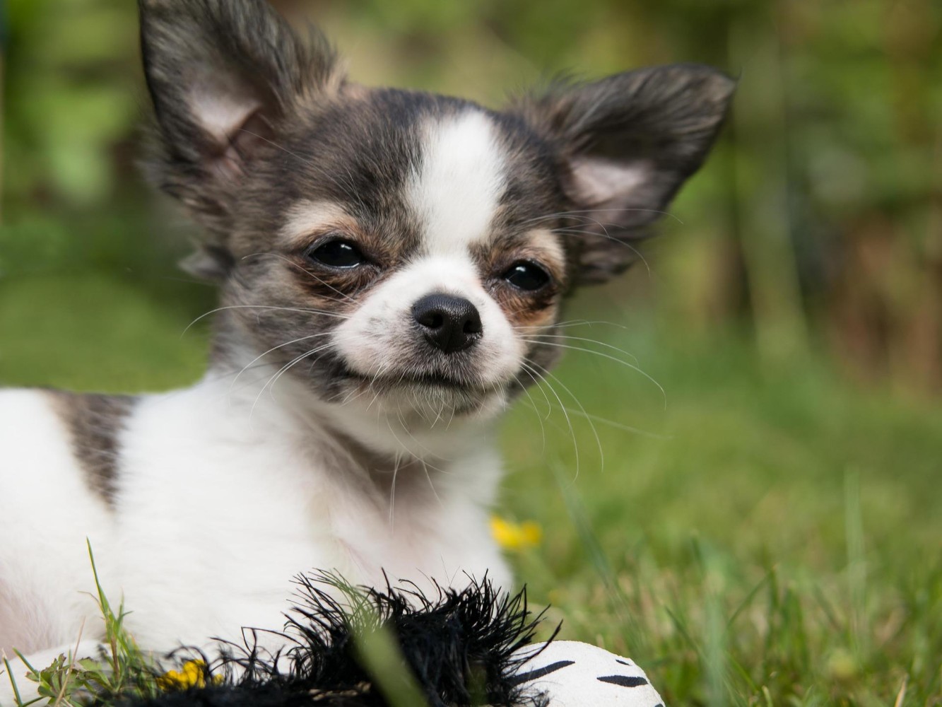groei Netjes Afstoting Chihuahua pups te koop | Hondenfokker | Dierenhof Debrabandere