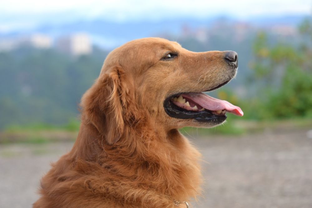 Perseus Eigenwijs omhelzing Golden Retriever pups te koop | Hondenfokker | Dierenhof Debrabandere