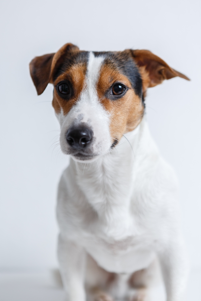 Oppositie Ondeugd opleiding Jack Russell Terrier pups te koop | Hondenfokker | Dierenhof Debrabandere