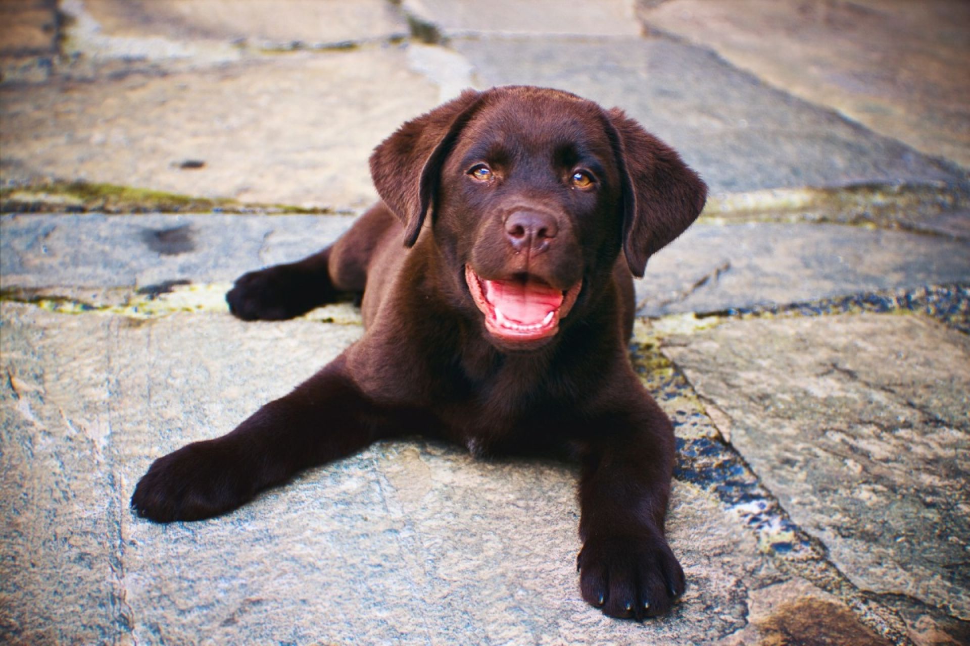 Praktisch buis Rusteloosheid Labrador Retriever pups te koop | Hondenfokker | Dierenhof Debrabandere